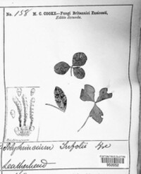 Cymadothea trifolii image